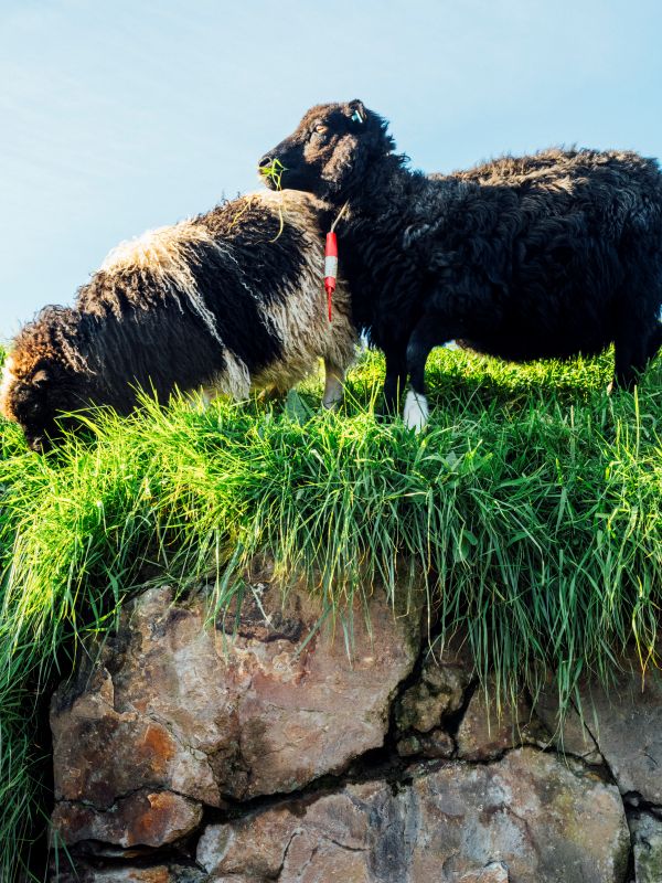 Flyg tillbaka till K�penhamn